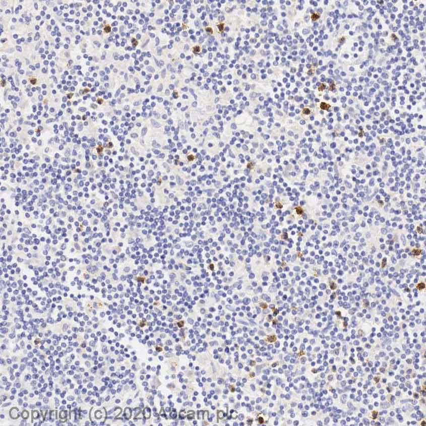 Immunohistochemistry (Formalin/PFA-fixed paraffin-embedded sections) - Anti-SSEA1 antibody [MC-480] (AB16285), expandable thumbnail