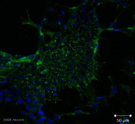 Immunocytochemistry/ Immunofluorescence - Anti-SSEA4 antibody [MC813-70] (AB16287)