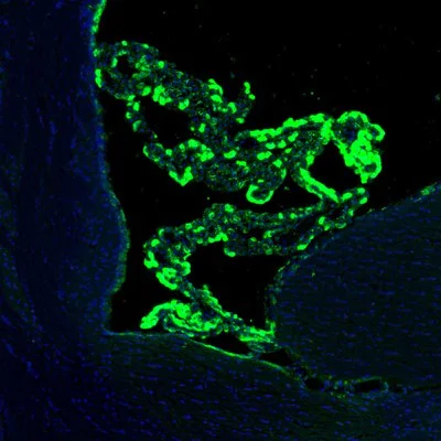 Immunohistochemistry (Formalin/PFA-fixed paraffin-embedded sections) - Anti-SSR3 antibody (AB121458)
