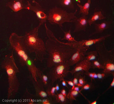 Immunocytochemistry/ Immunofluorescence - Anti-SSRP1 antibody [10D7] (AB26212)