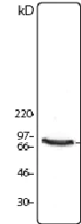 Western blot - Anti-SSRP1 antibody [10D7] (AB26212)