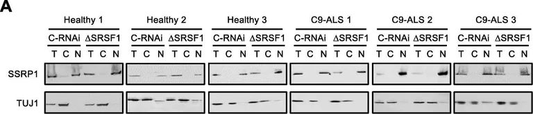 Western blot - Anti-SSRP1 antibody [10D7] (AB26212)
