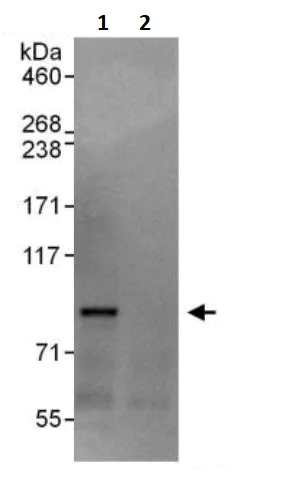 Immunoprecipitation - Anti-SSRP1 antibody (AB245560)