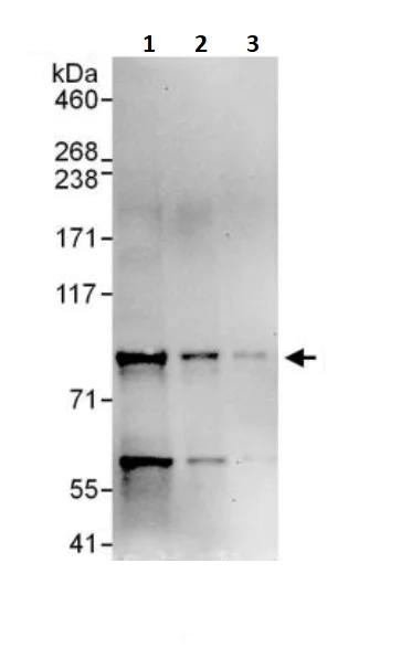 Western blot - Anti-SSRP1 antibody (AB245560)