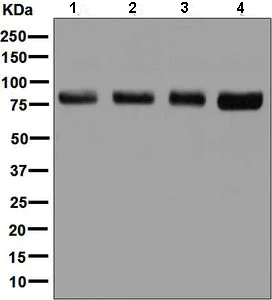 Western blot - Anti-SSRP1 antibody [EPR7894] - BSA and Azide free (AB248307)