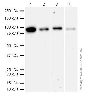 Western blot - Anti-SSRP1 antibody [EPR7895] (AB137034)