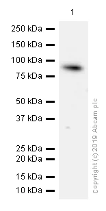 Western blot - Anti-SSRP1 antibody [EPR7895] - BSA and Azide free (AB240097)