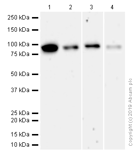 Western blot - Anti-SSRP1 antibody [EPR7895] - BSA and Azide free (AB240097)