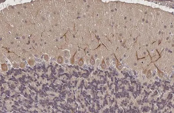 Immunohistochemistry (Formalin/PFA-fixed paraffin-embedded sections) - Anti-SSTR3 antibody [HL2681] - BSA and Azide free (AB325874)