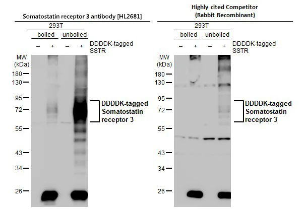 Western blot - Anti-SSTR3 antibody [HL2681] - BSA and Azide free (AB325874)