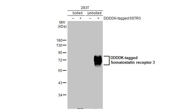 Western blot - Anti-SSTR3 antibody [HL2681] - BSA and Azide free (AB325874)