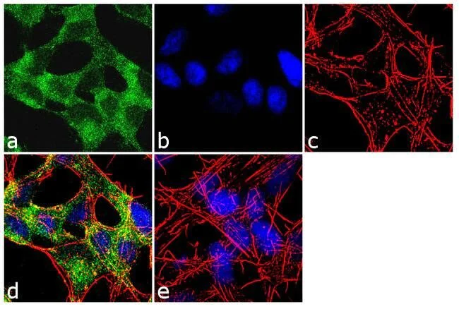 Immunocytochemistry/ Immunofluorescence - Anti-SSTR4 antibody (AB28578)
