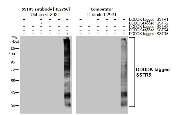 Western blot - Anti-SSTR5 antibody [HL2756] - BSA and Azide free (AB325875)