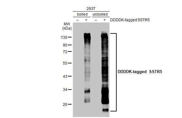 Western blot - Anti-SSTR5 antibody [HL2756] - BSA and Azide free (AB325875)