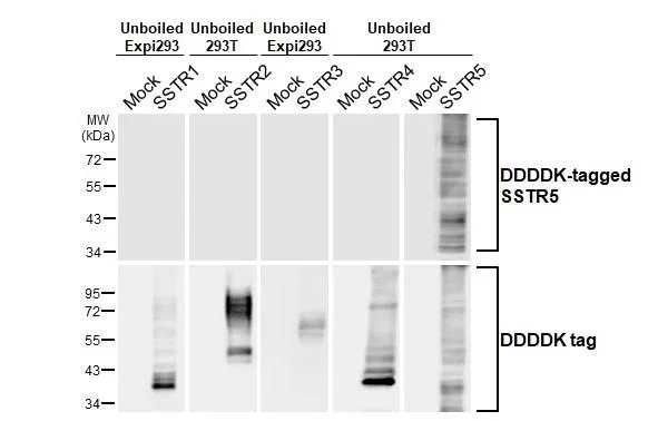 Western blot - Anti-SSTR5 antibody [HL2756] - BSA and Azide free (AB325875)