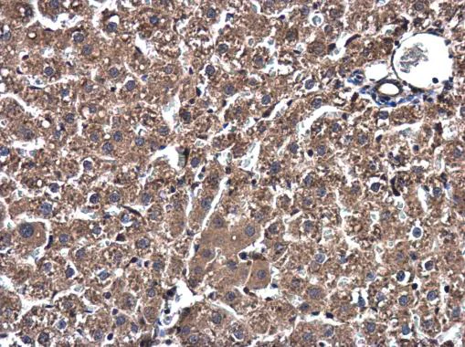 Immunohistochemistry (Formalin/PFA-fixed paraffin-embedded sections) - Anti-Ssu72 antibody (AB229054)