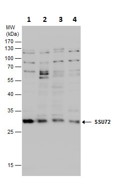 Western blot - Anti-Ssu72 antibody (AB229054), expandable thumbnail