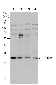 Western blot - Anti-Ssu72 antibody (AB229054)