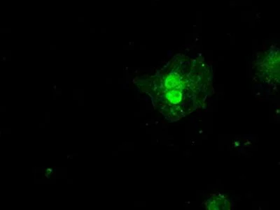Immunocytochemistry/ Immunofluorescence - Anti-SSX2 antibody [OTI4A11] (AB236415)