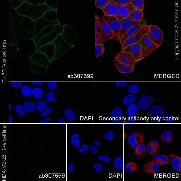 Immunocytochemistry/ Immunofluorescence - Anti-ST14 antibody [EPR26785-94] - BSA and Azide free (AB307600)