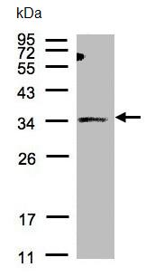 Western blot - Anti-ST3Gal I antibody (AB96129), expandable thumbnail