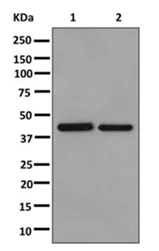 Western blot - Anti-ST3GAL3 antibody [EPR10006(2)] - BSA and Azide free (AB250029)