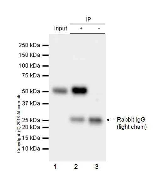 Immunoprecipitation - Anti-ST6GAL1 antibody [EPR22054-238] - BSA and Azide free (AB236461)