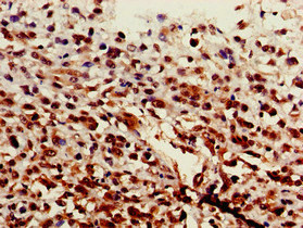Immunohistochemistry (Formalin/PFA-fixed paraffin-embedded sections) - Anti-ST6GalNAc I antibody (AB229816), expandable thumbnail