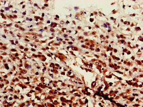 Immunohistochemistry (Formalin/PFA-fixed paraffin-embedded sections) - Anti-ST6GalNAc I antibody (AB229816)