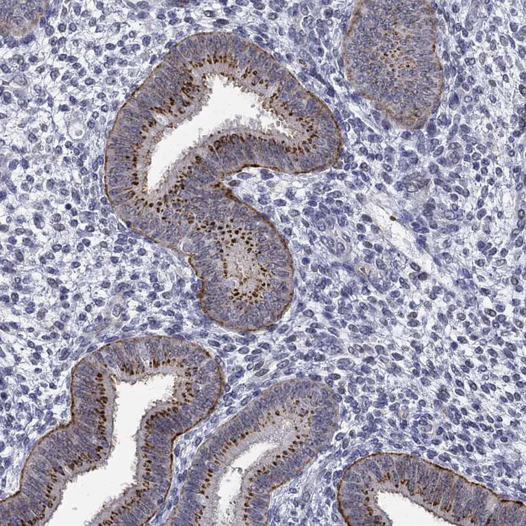 Immunohistochemistry (Formalin/PFA-fixed paraffin-embedded sections) - Anti-ST6GalNAc I antibody (AB272569)
