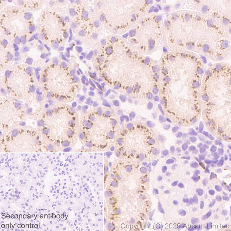 Immunohistochemistry (Formalin/PFA-fixed paraffin-embedded sections) - Anti-ST8SIA6 antibody [EPR29919-587] (AB325041)