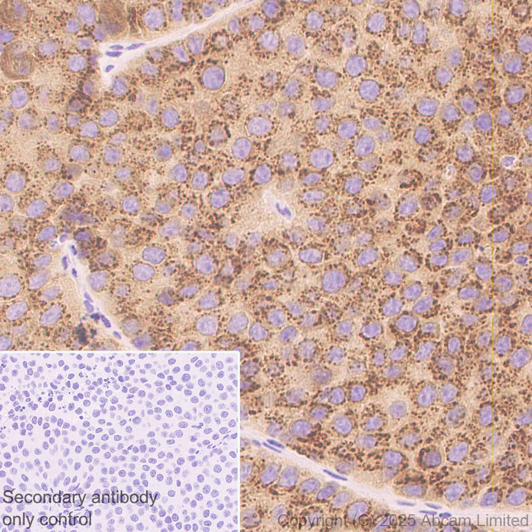 Immunohistochemistry (Formalin/PFA-fixed paraffin-embedded sections) - Anti-ST8SIA6 antibody [EPR29919-587] (AB325041)