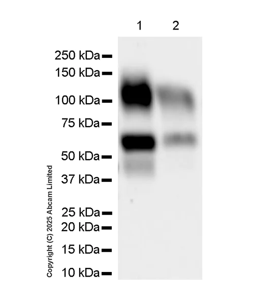 Western blot - Anti-ST8SIA6 antibody [EPR29919-587] (AB325041)