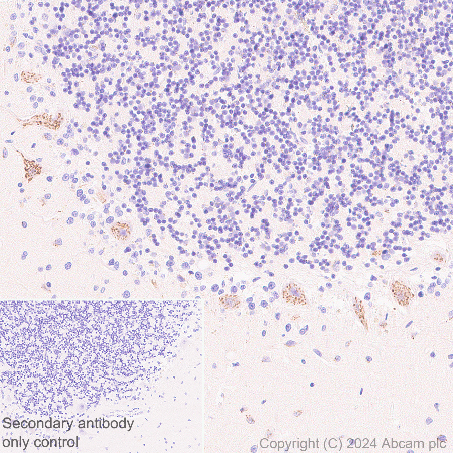 Immunohistochemistry (Formalin/PFA-fixed paraffin-embedded sections) - Anti-ST8SiaIII antibody [EPR28521-92] (ab317616), expandable thumbnail