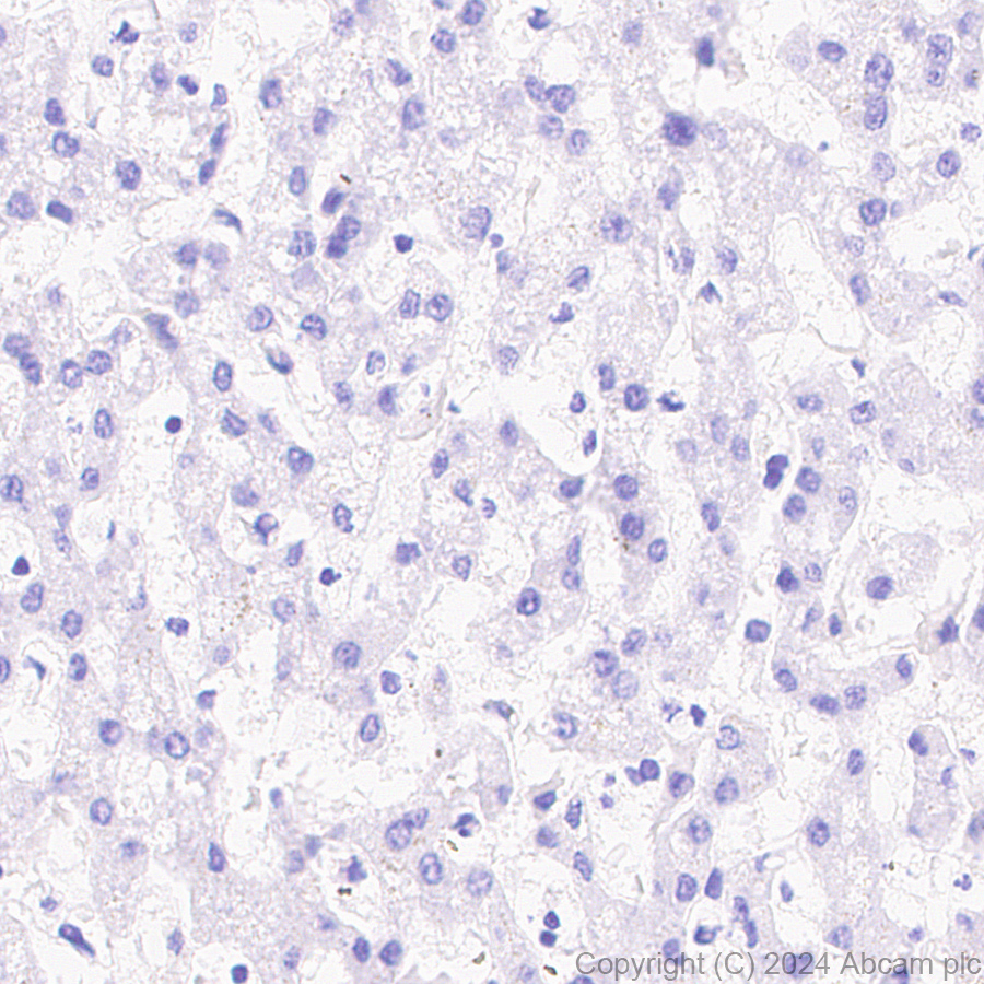 Immunohistochemistry (Formalin/PFA-fixed paraffin-embedded sections) - Anti-ST8SiaIII antibody [EPR28521-92] (ab317616), expandable thumbnail