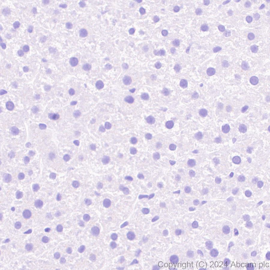 Immunohistochemistry (Formalin/PFA-fixed paraffin-embedded sections) - Anti-ST8SiaIII antibody [EPR28521-92] (ab317616), expandable thumbnail