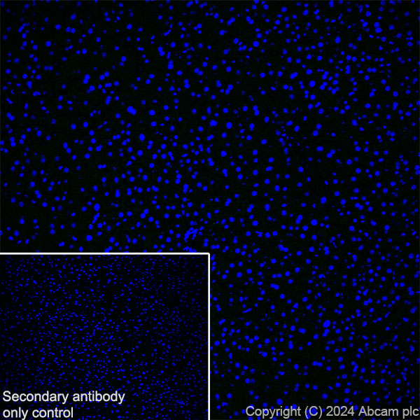 Immunohistochemistry (Frozen sections) - Anti-ST8SiaIII antibody [EPR28521-92] (ab317616), expandable thumbnail