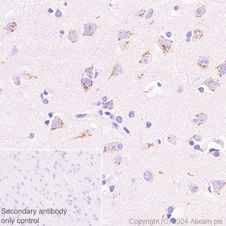 Immunohistochemistry (Formalin/PFA-fixed paraffin-embedded sections) - Anti-ST8SiaIII antibody [EPR28521-92] - BSA and Azide free (AB317617)