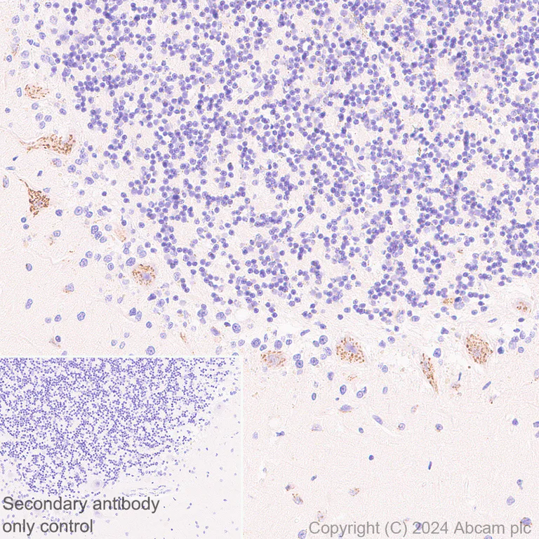 Immunohistochemistry (Formalin/PFA-fixed paraffin-embedded sections) - Anti-ST8SiaIII antibody [EPR28521-92] - BSA and Azide free (AB317617)