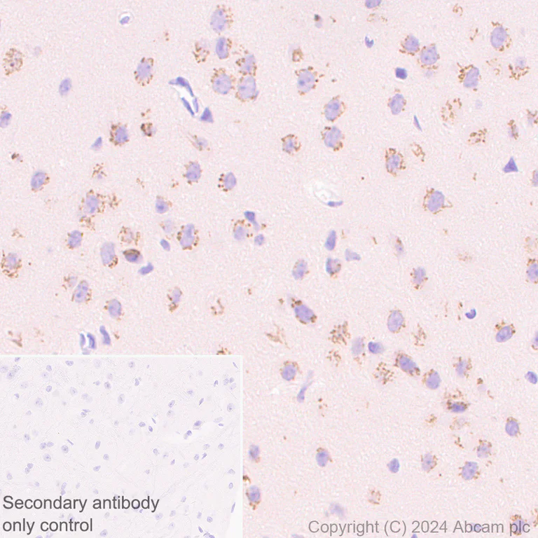 Immunohistochemistry (Formalin/PFA-fixed paraffin-embedded sections) - Anti-ST8SiaIII antibody [EPR28521-92] - BSA and Azide free (AB317617)