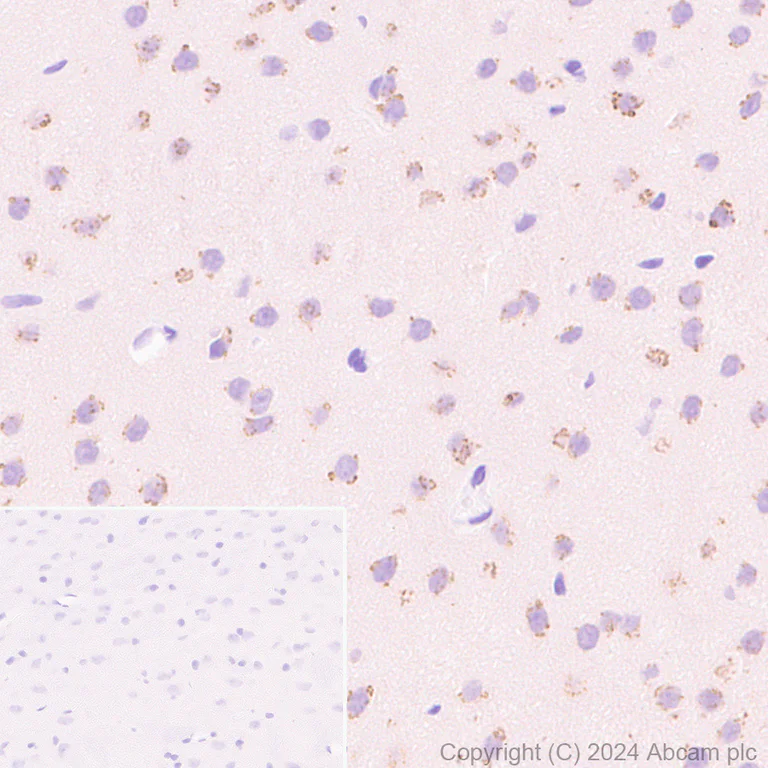 Immunohistochemistry (Formalin/PFA-fixed paraffin-embedded sections) - Anti-ST8SiaIII antibody [EPR28521-92] - BSA and Azide free (AB317617)