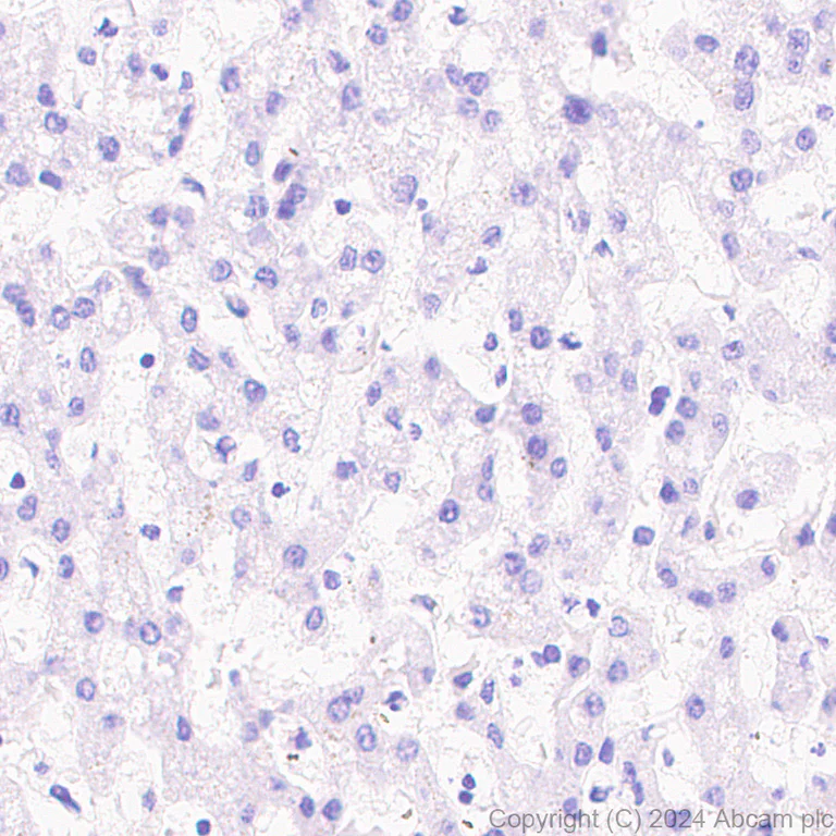 Immunohistochemistry (Formalin/PFA-fixed paraffin-embedded sections) - Anti-ST8SiaIII antibody [EPR28521-92] - BSA and Azide free (AB317617)