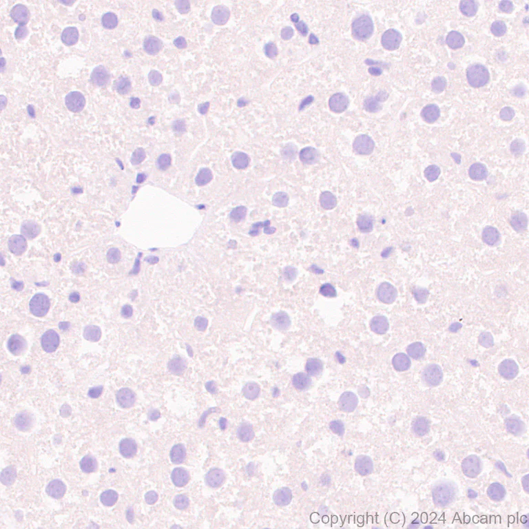 Immunohistochemistry (Formalin/PFA-fixed paraffin-embedded sections) - Anti-ST8SiaIII antibody [EPR28521-92] - BSA and Azide free (AB317617)