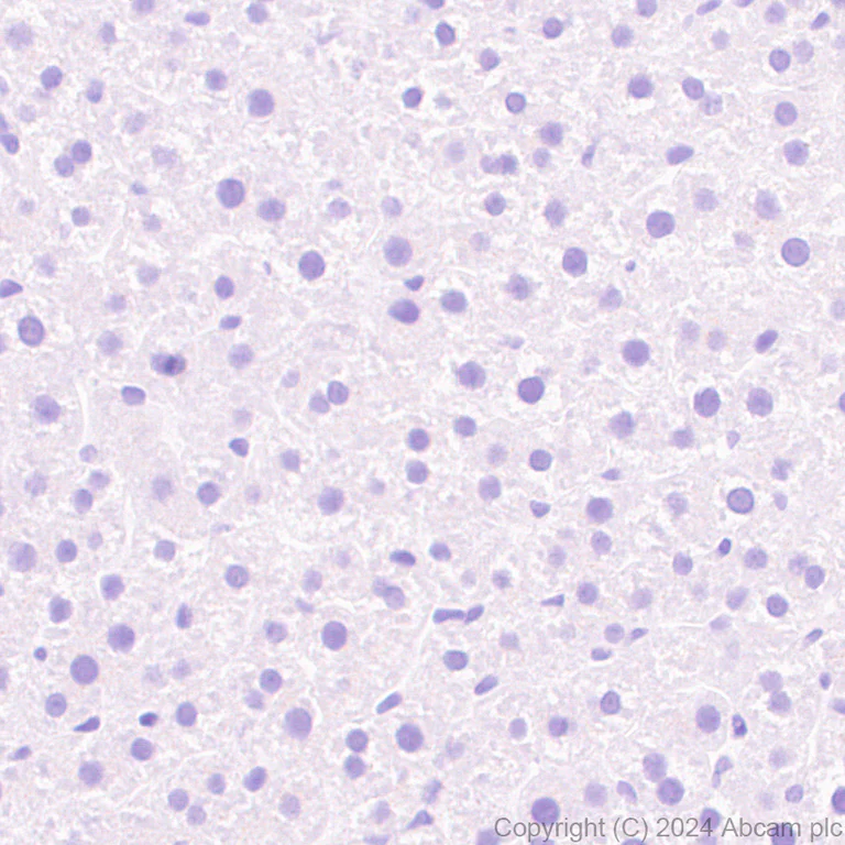 Immunohistochemistry (Formalin/PFA-fixed paraffin-embedded sections) - Anti-ST8SiaIII antibody [EPR28521-92] - BSA and Azide free (AB317617)