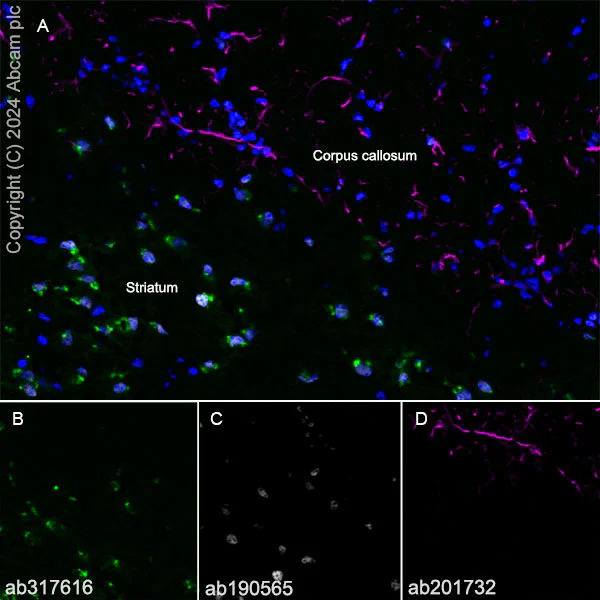Immunohistochemistry (Frozen sections) - Anti-ST8SiaIII antibody [EPR28521-92] - BSA and Azide free (AB317617)