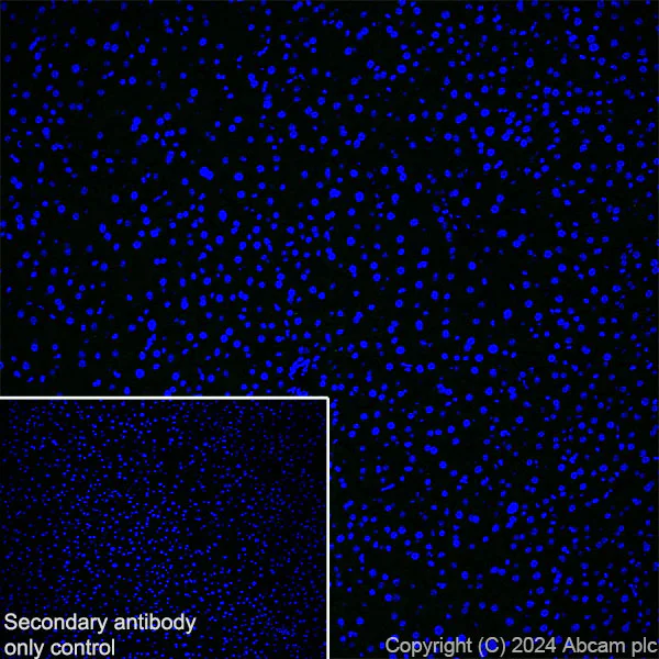 Immunohistochemistry (Frozen sections) - Anti-ST8SiaIII antibody [EPR28521-92] - BSA and Azide free (AB317617)