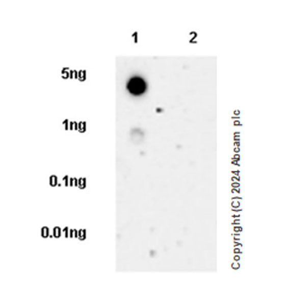 Dot Blot - Anti-Stabilin-1 antibody [EPR27955-12] (AB317256), expandable thumbnail