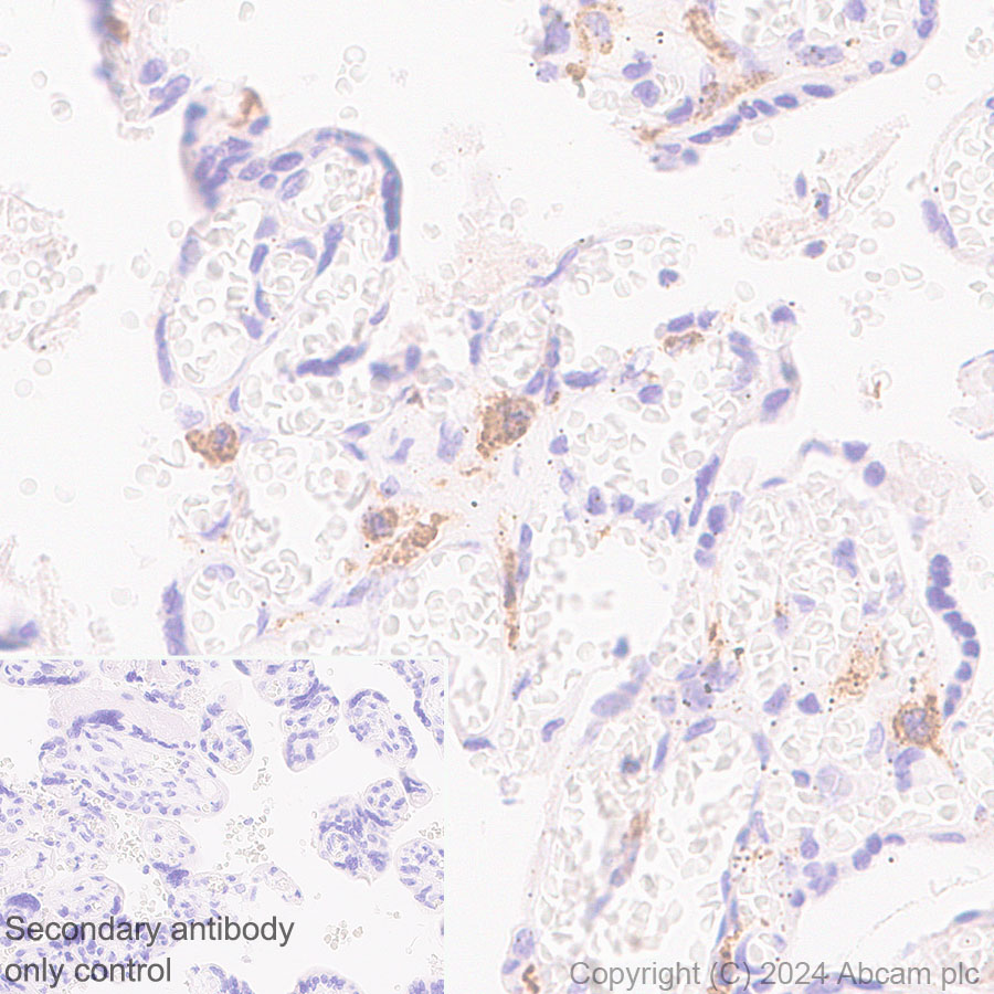 Immunohistochemistry (Formalin/PFA-fixed paraffin-embedded sections) - Anti-Stabilin-1 antibody [EPR27955-12] (AB317256), expandable thumbnail