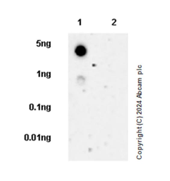 Dot Blot - Anti-Stabilin-1 antibody [EPR27955-12] - BSA and Azide free (AB317257)