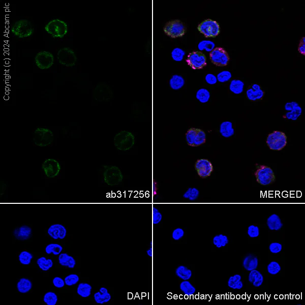 Immunocytochemistry/ Immunofluorescence - Anti-Stabilin-1 antibody [EPR27955-12] - BSA and Azide free (AB317257)